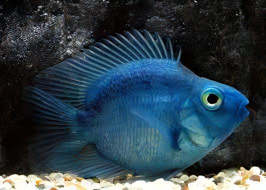 Blue Baby Parrot Fish Hybrid Amphilophus citrinellus Vieja melanurus 3cm - Real Aquatics