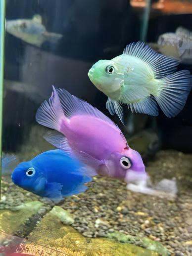 Blue Baby Parrot Fish Hybrid Amphilophus citrinellus Vieja melanurus 3cm - Real Aquatics
