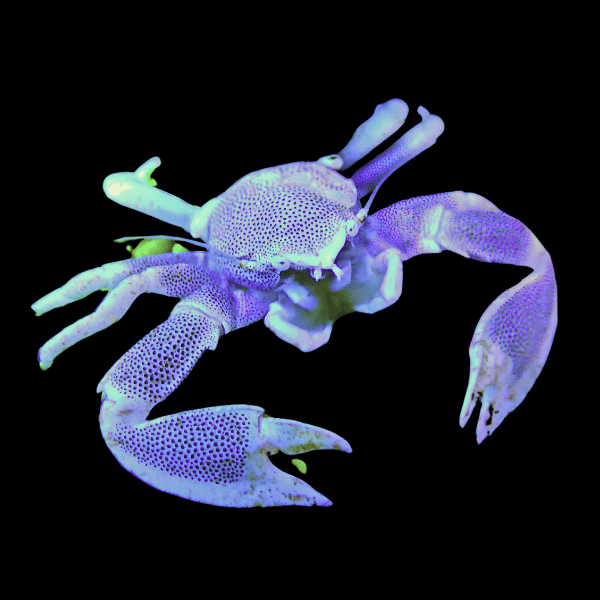 Blue Porcelain Anemone Crabs Neopetrolisthes Ohshimai - Real Aquatics