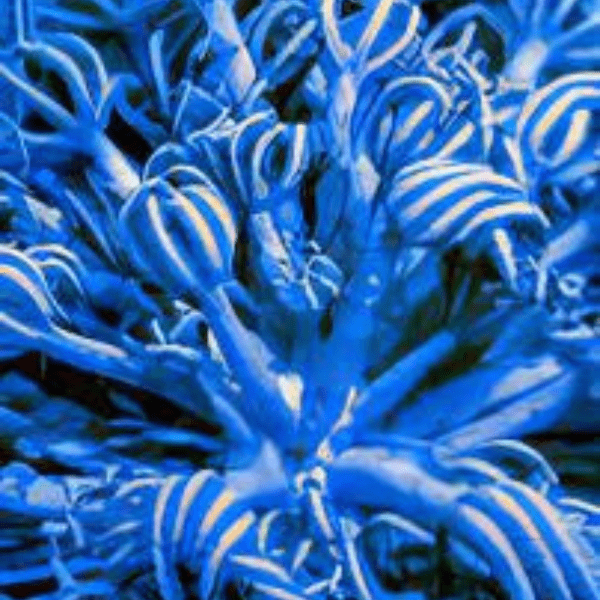 Blue Pulsing Xenia Soft Coral Conglomeratusclera Coerulea - Real Aquatics