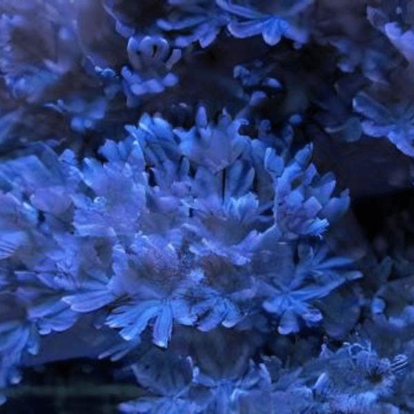 Blue Pulsing Xenia Soft Coral Conglomeratusclera Coerulea - Real Aquatics