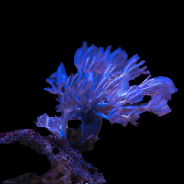 Blue Pulsing Xenia Soft Coral Conglomeratusclera Coerulea - Real Aquatics