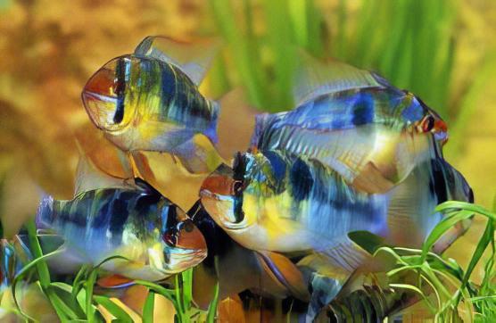 Blue Ram Mikrogeophagus Ramirezi 3cm - Real Aquatics