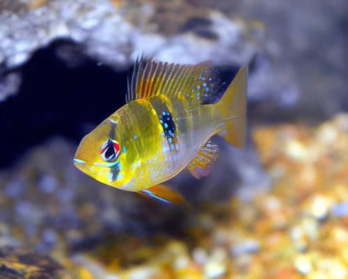 Blue Ram Mikrogeophagus Ramirezi 3cm - Real Aquatics