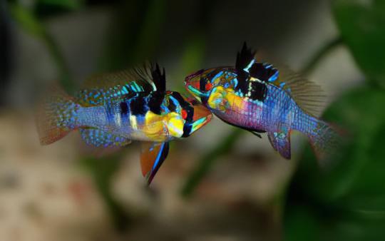 Blue Ram Mikrogeophagus Ramirezi 3cm - Real Aquatics