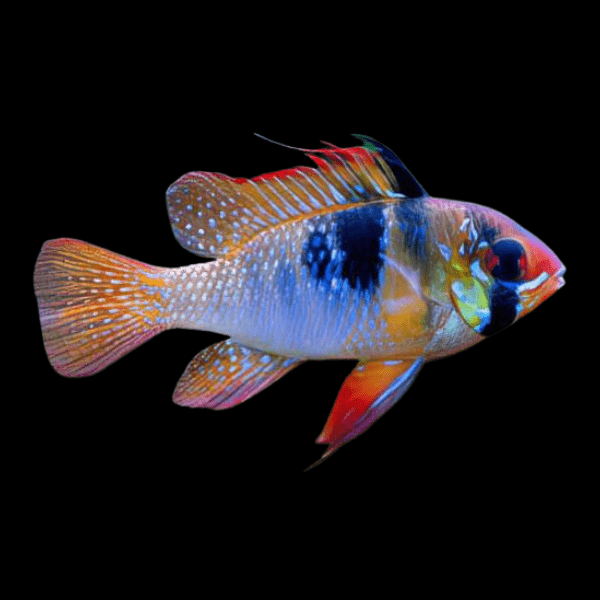 Blue Ram Mikrogeophagus Ramirezi 3cm - Real Aquatics