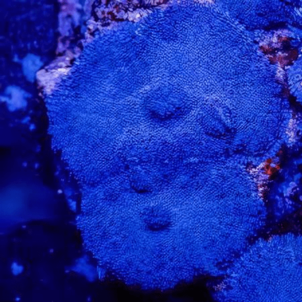 Blue Mushroom Coral Frag Rhodactis Sp - Real Aquatics