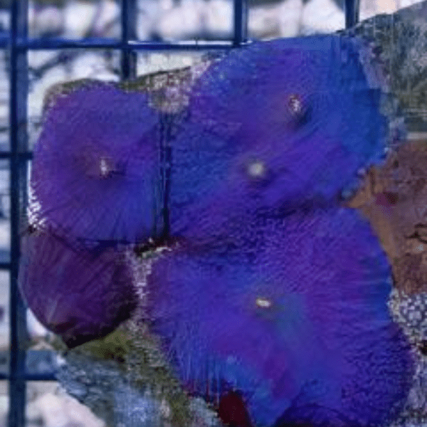 Blue Mushroom Coral Frag Rhodactis Sp - Real Aquatics