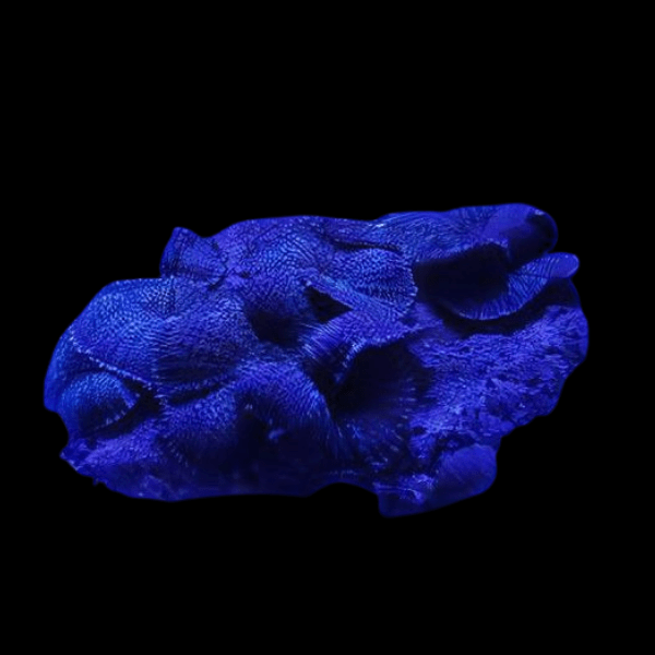 Blue Mushroom Coral Frag Rhodactis Sp - Real Aquatics
