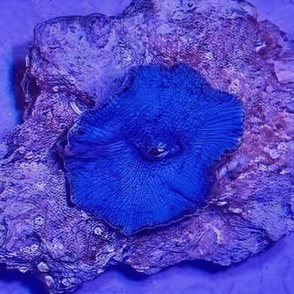 Blue Mushroom Coral Frag Rhodactis Sp - Real Aquatics