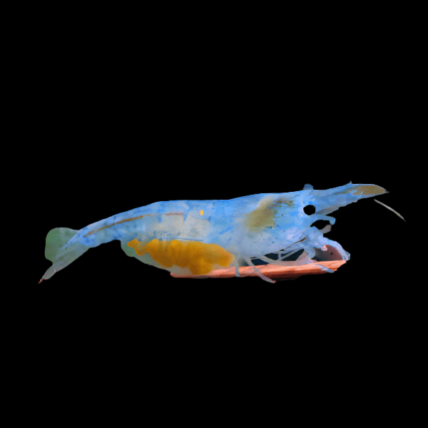 Blue Sakura Shrimp Neocaridina Heteropda 2cm - Real Aquatics
