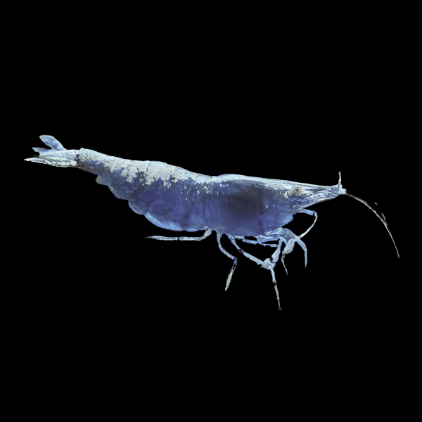 Blue Sapphire Shrimp Neocaridina 2cm