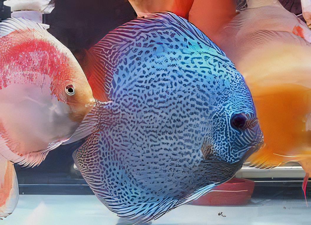Blue Snakeskin Discus