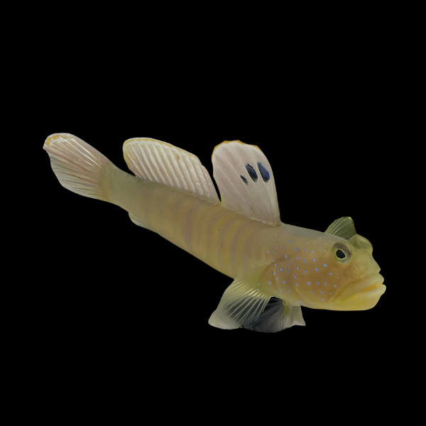 Blue Spot Goby Cryptocentrus Pavoninoides - Real Aquatics