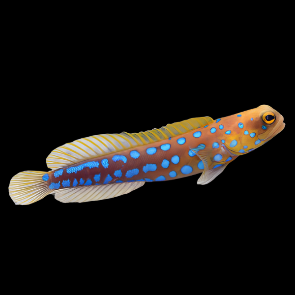 Blue Spotted Jawfish Opistognathus Rosenblatti - Real Aquatics