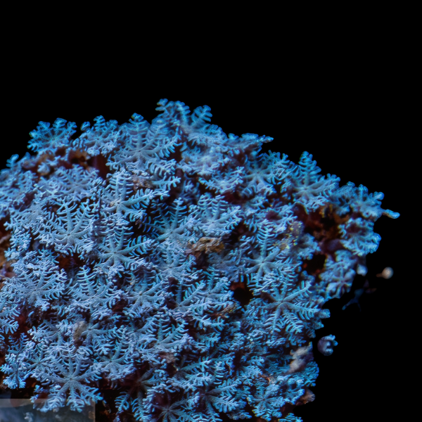 Blue Star Coral Polyp Anthella Sp - Real Aquatics