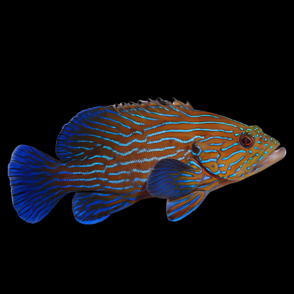 Blue Stripe Grouper Cephalopholis Formosa - Real Aquatics