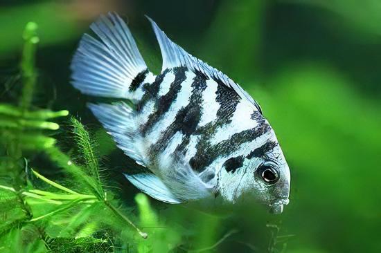 Blue Tiger Polar Parrot Fish Amatitlania x Cichlasoma Nigrofasciatus 4cm - Real Aquatics