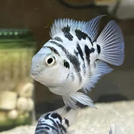 Blue Tiger Polar Parrot Fish Amatitlania x Cichlasoma Nigrofasciatus 4cm - Real Aquatics