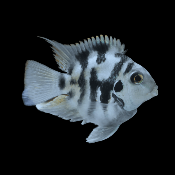 Blue Tiger Polar Parrot Fish Amatitlania x Cichlasoma Nigrofasciatus 4cm - Real Aquatics