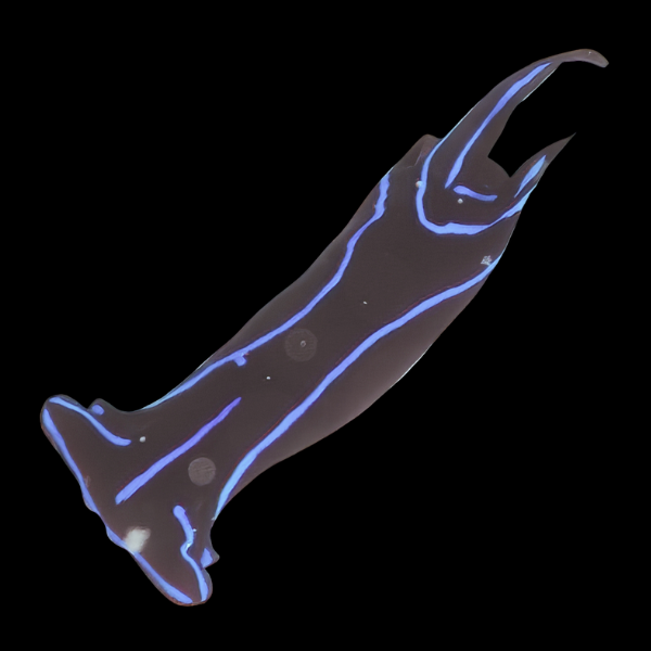 Blue Velvet Nudibranch Chelidonura Varians - Real Aquatics