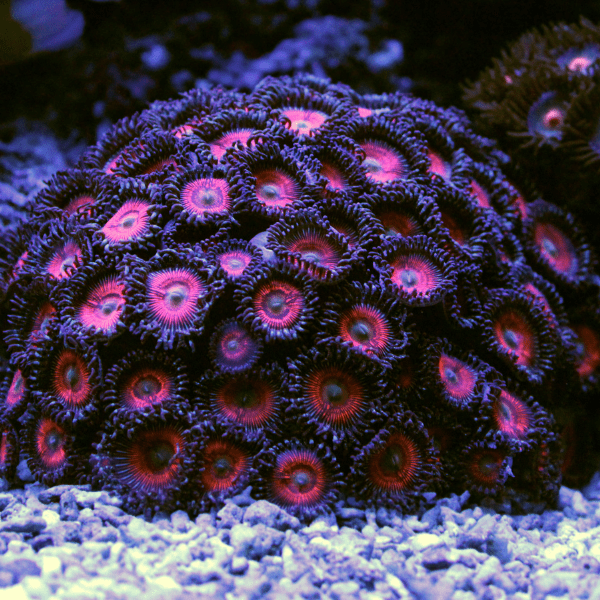 Blue Zoa Soft Coral Frag Zoanthus Sp - Real Aquatics