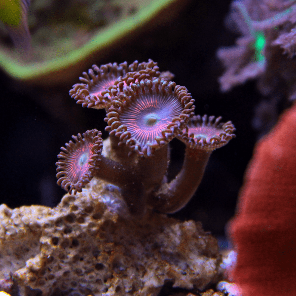 Blue Zoa Soft Coral Frag Zoanthus Sp - Real Aquatics