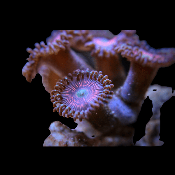 Blue Zoa Soft Coral Frag Zoanthus Sp - Real Aquatics