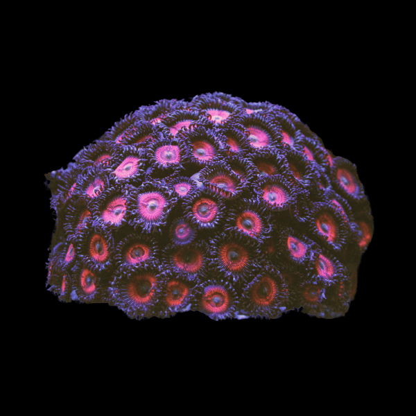 Blue Zoa Soft Coral Frag Zoanthus Sp - Real Aquatics