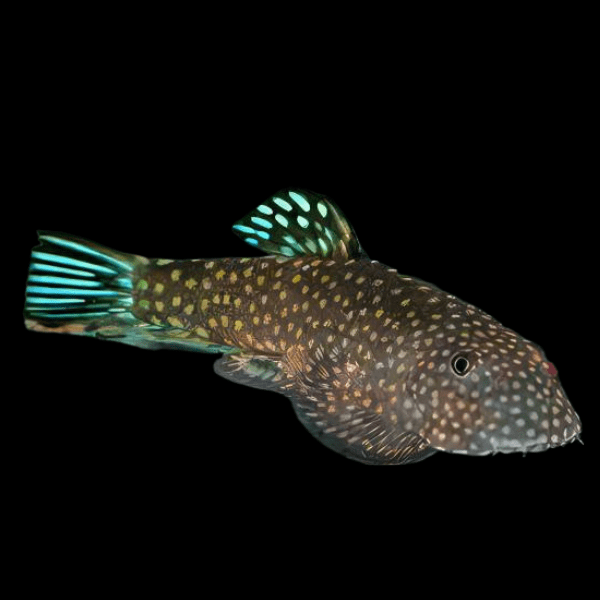 Blue Tailed Hillstream Loach Hong Kong Spotted Butterfly Pleco 4cm - Real Aquatics