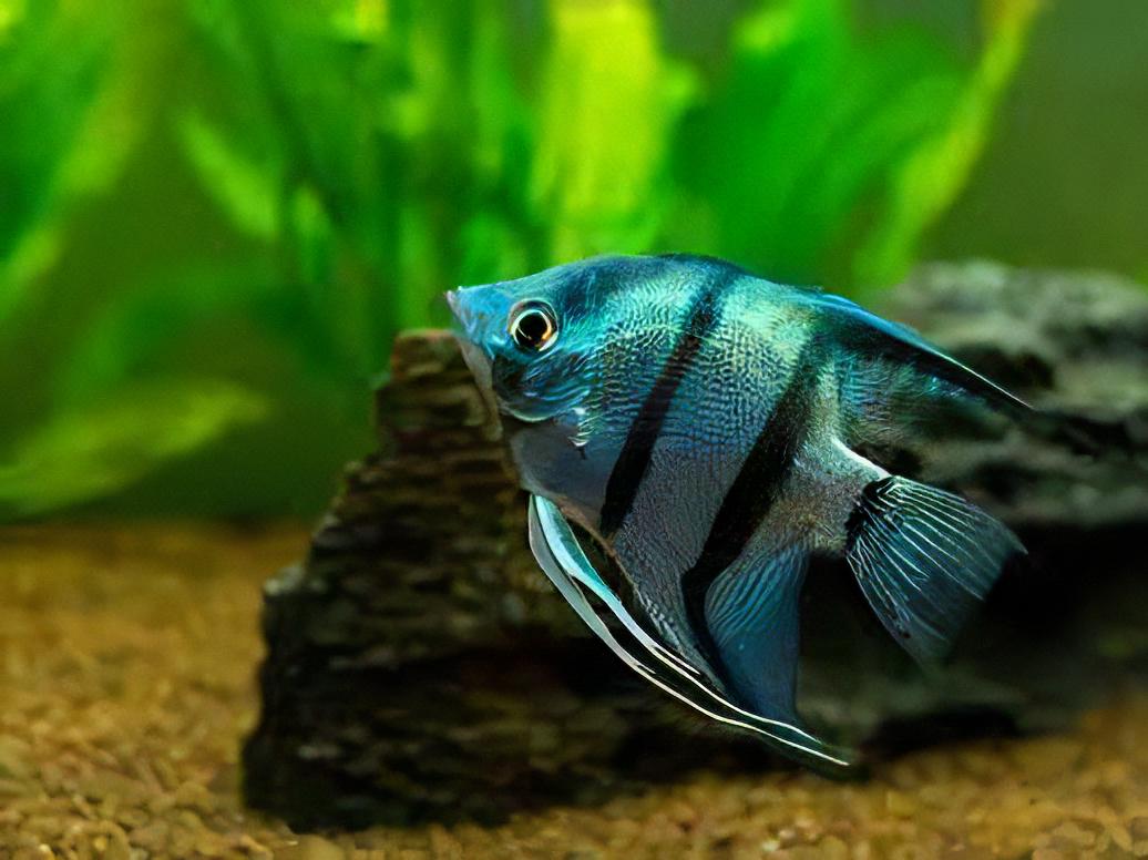 Blue Angelfish Pterophyllum Scalare