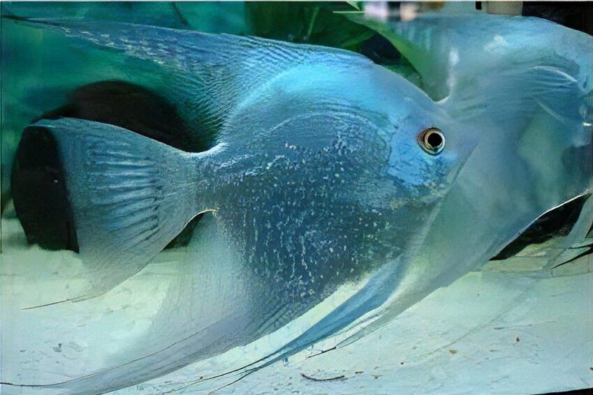 Blue Diamond Angelfish Pterophyllum Scalare 5cm - Real Aquatics