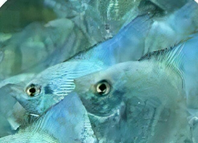 Blue Diamond Angelfish Pterophyllum Scalare 5cm - Real Aquatics