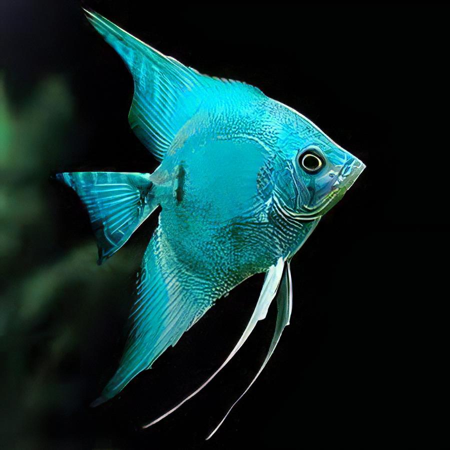 Blue Diamond Angelfish Pterophyllum Scalare 5cm - Real Aquatics