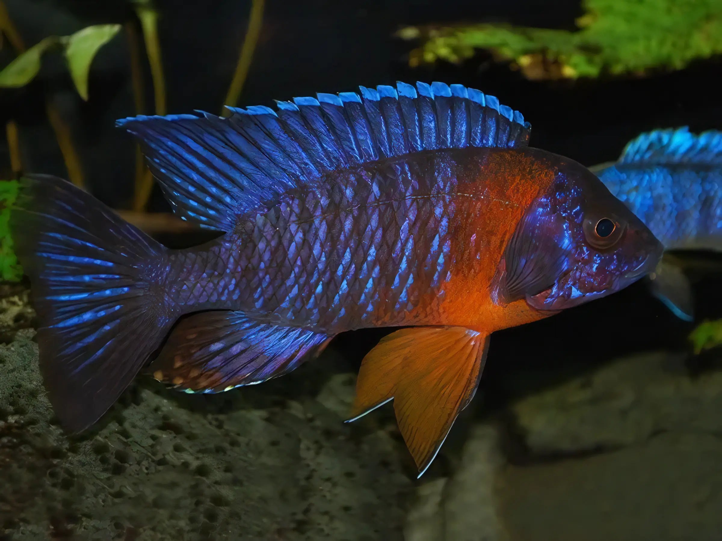 Aulonocara Blue Red Sided Peacock Malawi African Cichlid