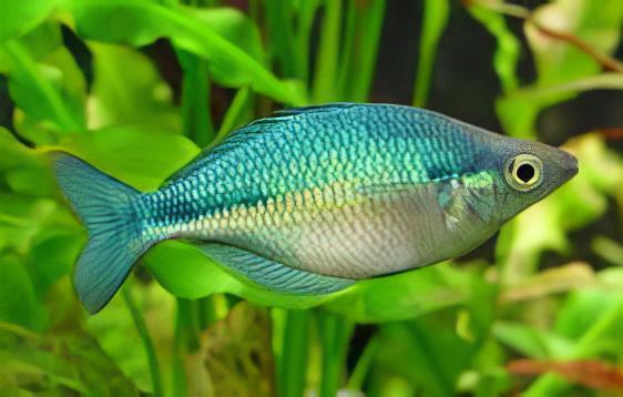 Turquoise Blue Rainbow Fish Melanotaenia Lacustris 5cm - Real Aquatics