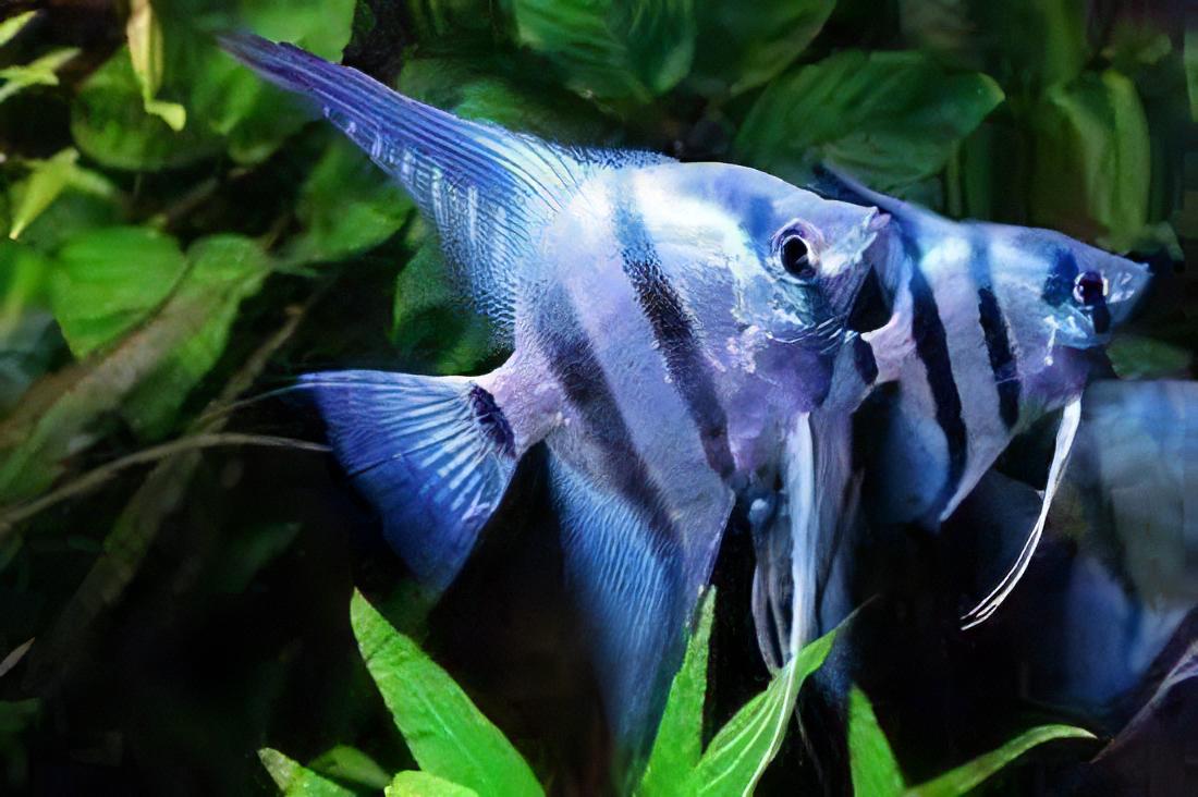 Blue Angelfish Pterophyllum Scalare