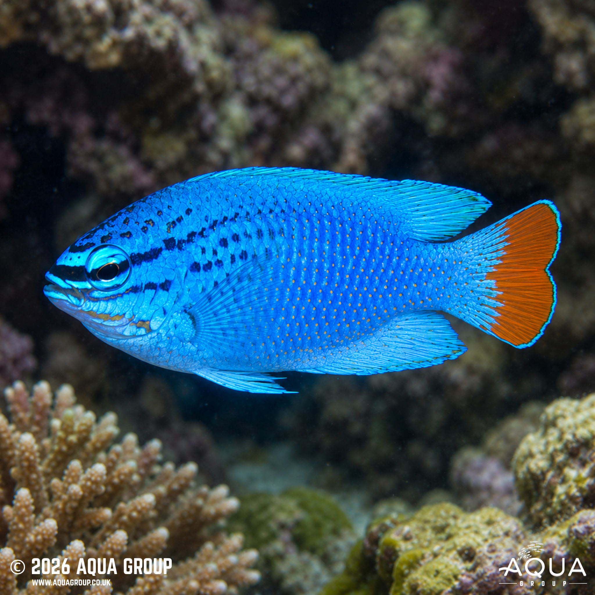 Orange Tail Blue Damsel (Chrysiptera cyanea)