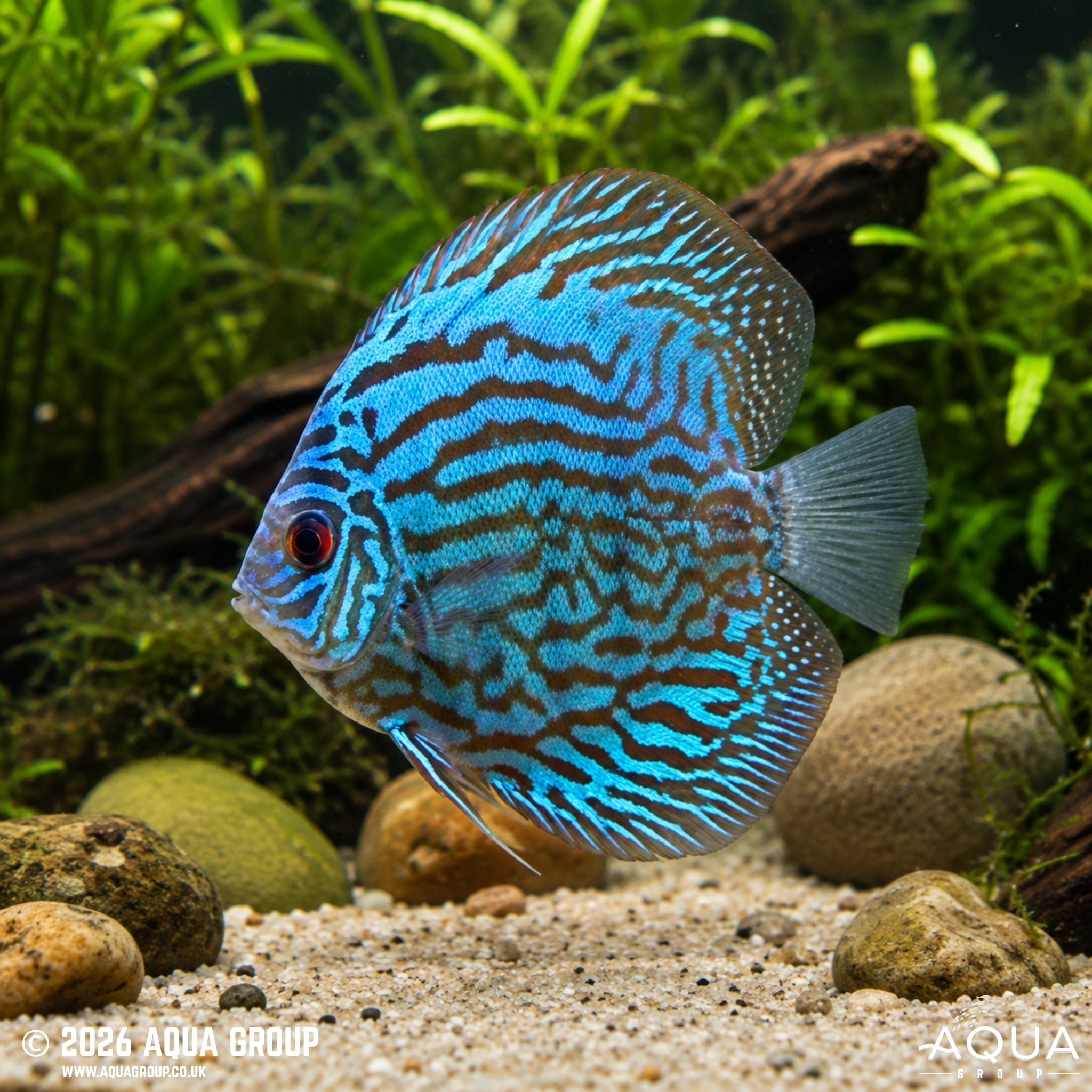 Blue Discus (Symphysodon discus)