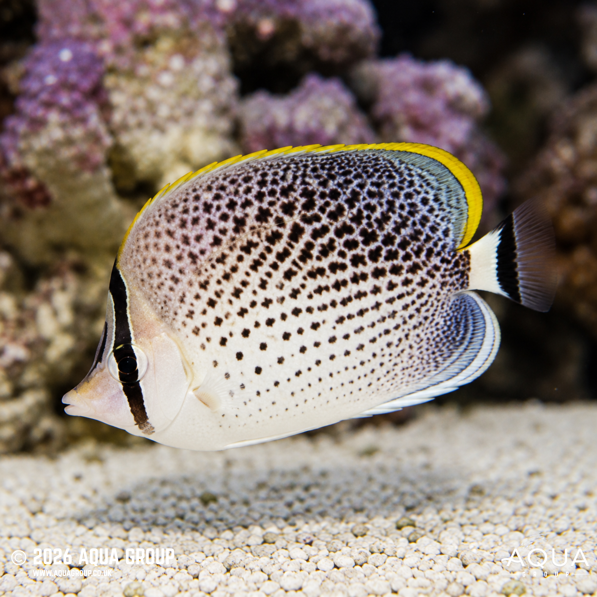 Blue Dot Jawfish (Opistognathus rosenblatti)