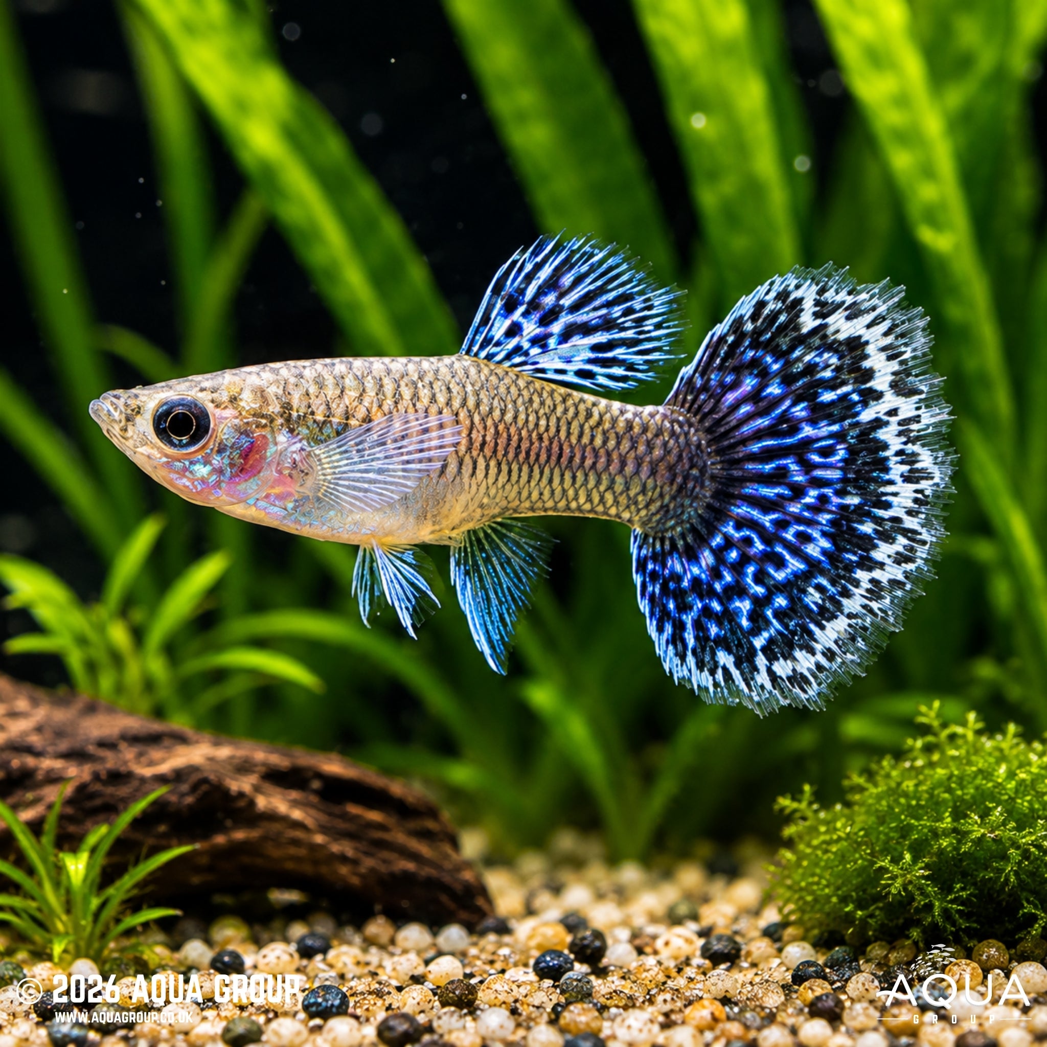 Blue Metal Dragon Guppy (Poecilia reticulata)