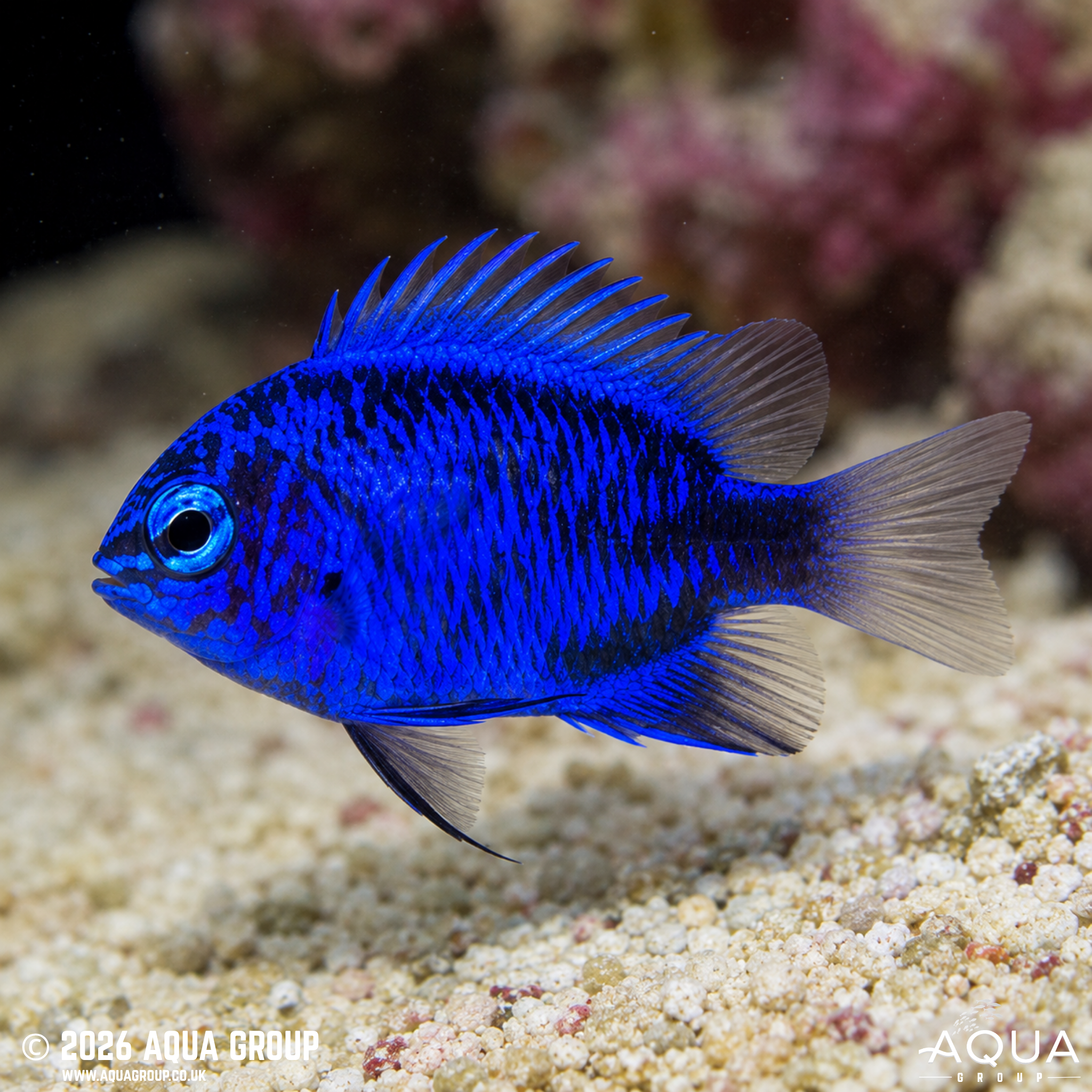 Blue Sapphire Damselfish (Chrysiptera springeri)
