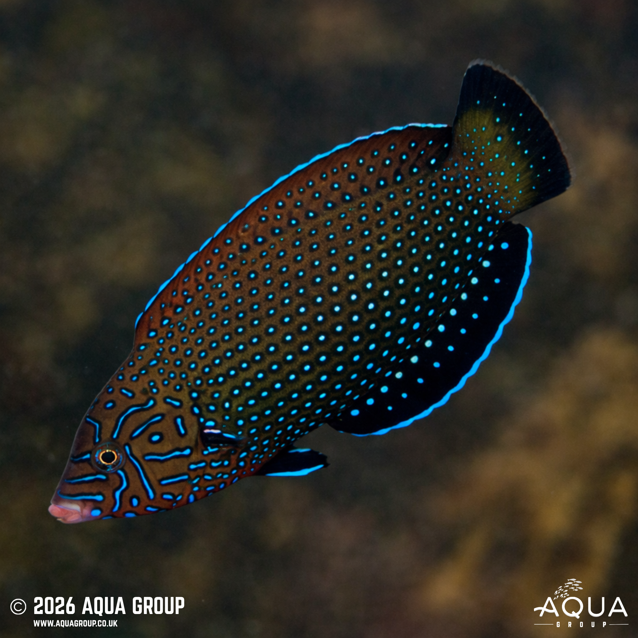 Blue Spotted Tamarin Wrasse (Anampses caeruleopunctatus)
