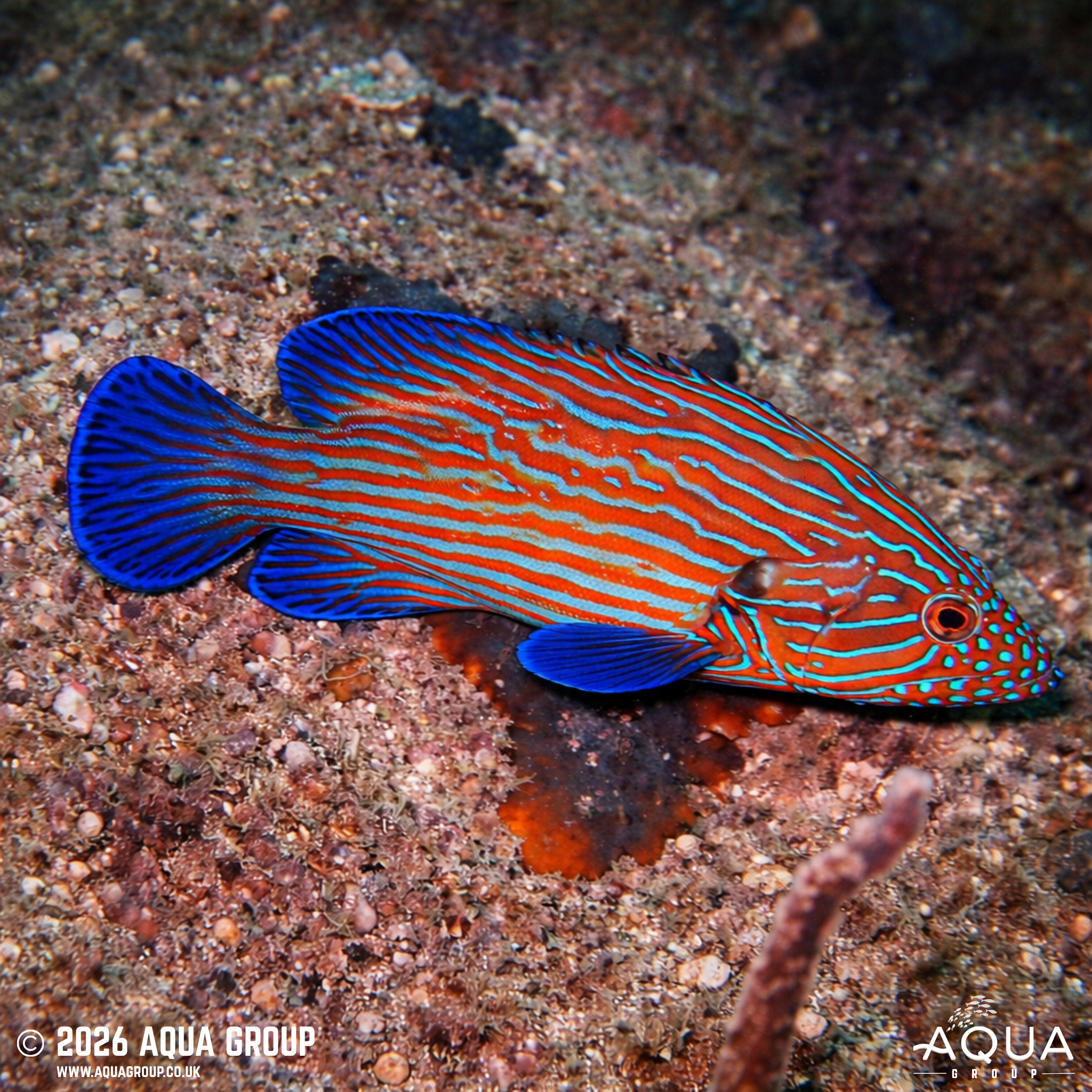 Bluelined Hind (Cephalopholis formosa)