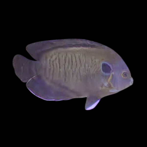Bluefin Dwarf Angelfish Centropyge Multispinis - Real Aquatics