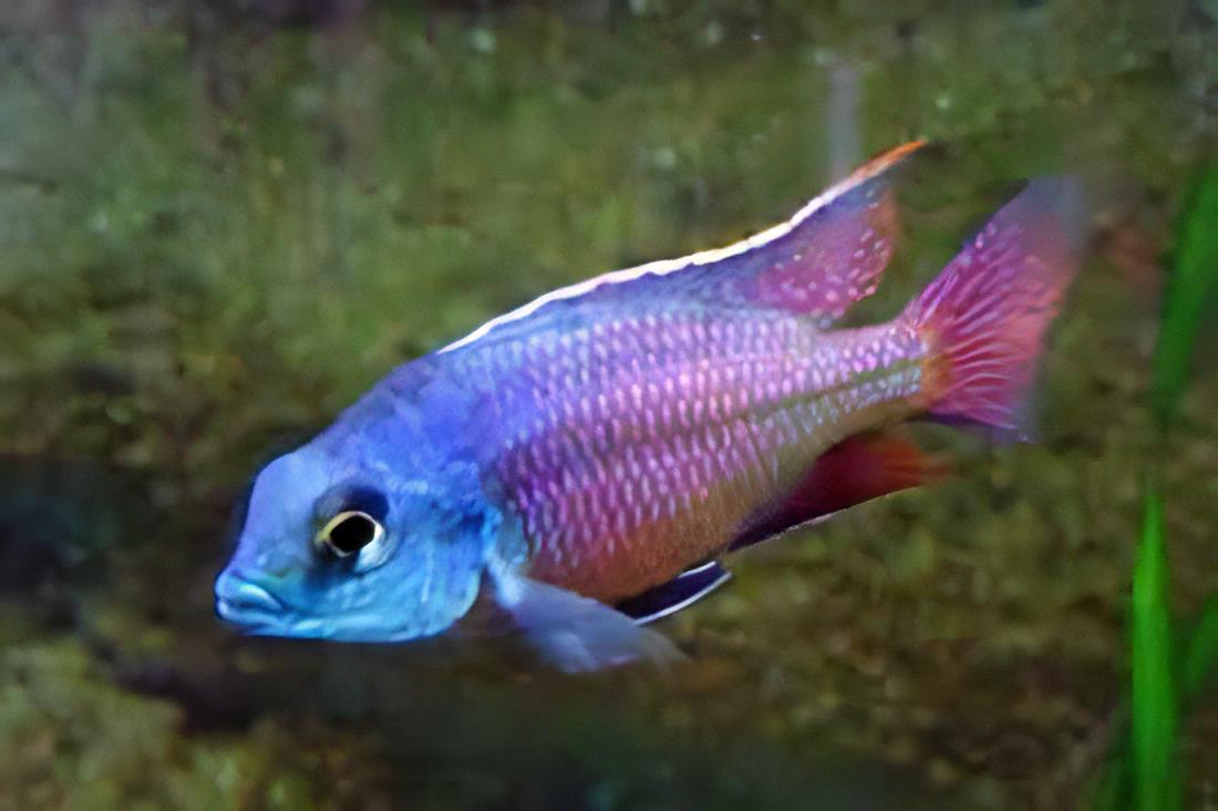 Haplochromis Boadzulu Red Empress Malawi African Cichlid