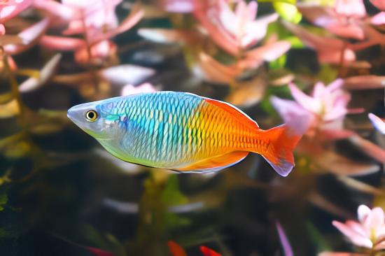 Boesmani Rainbow Fish Melanotaenia Boesemani 5cm - Real Aquatics