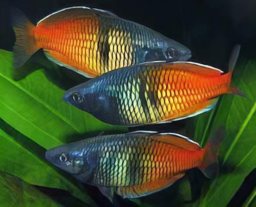 Boesmani Rainbow Fish Melanotaenia Boesemani 5cm - Real Aquatics