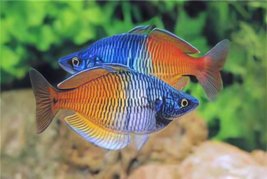Boesmani Rainbow Fish Melanotaenia Boesemani 5cm - Real Aquatics
