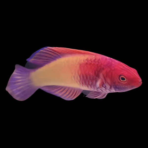 Bolbo Clown Fairy Parrot Wrasse Cirrhilabrus Rubrisquamis - Real Aquatics